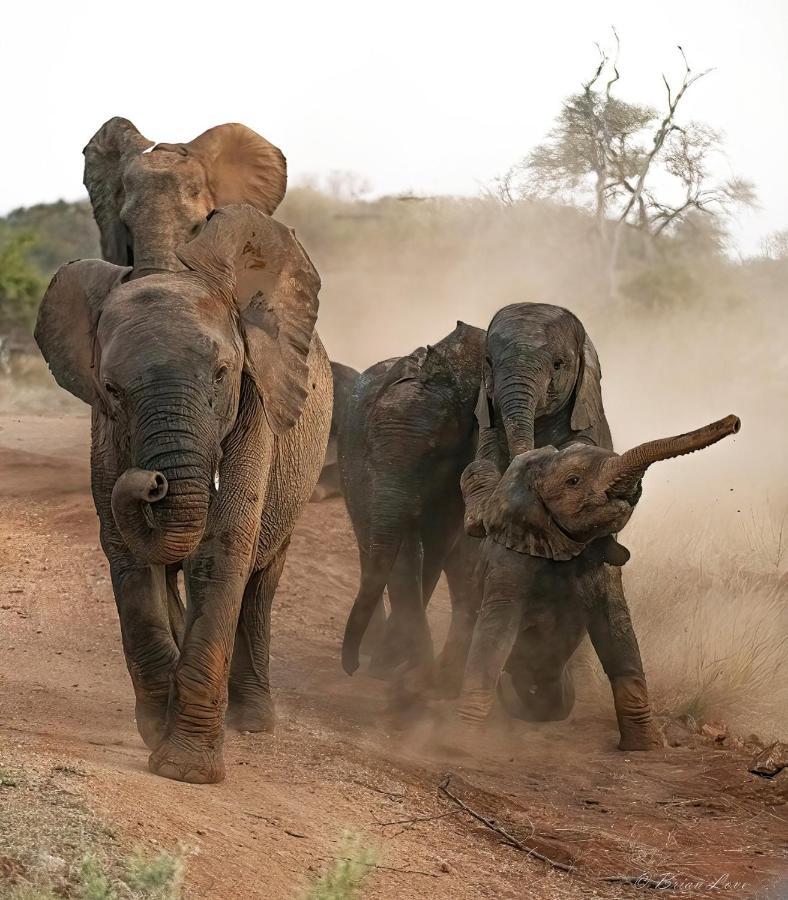 Imagine Africa Luxury Tented Camp Balule Game Reserve Exterior foto